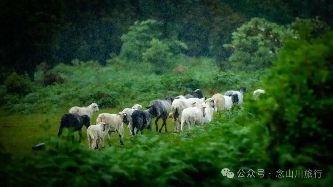 大理蒼山大花甸壩：雨中徒步30公里，走進這片最美的高山草甸 - 第38張