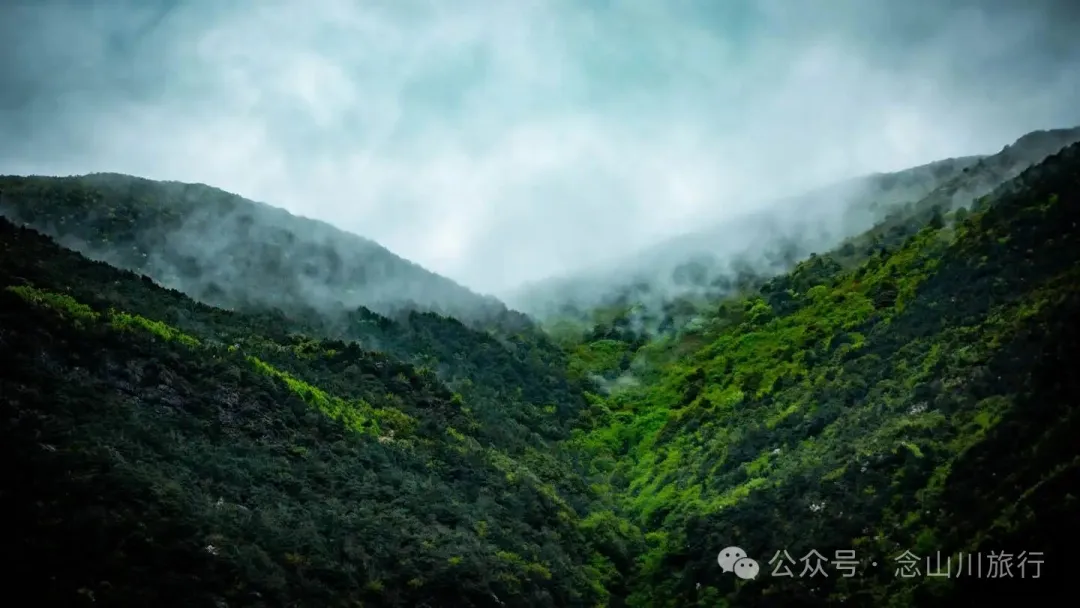 大理蒼山大花甸壩：雨中徒步30公里，走進這片最美的高山草甸 - 第39張