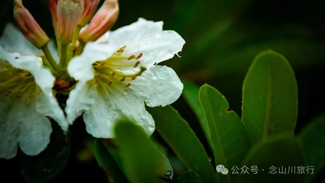 大理蒼山大花甸壩：雨中徒步30公里，走進這片最美的高山草甸 - 第44張