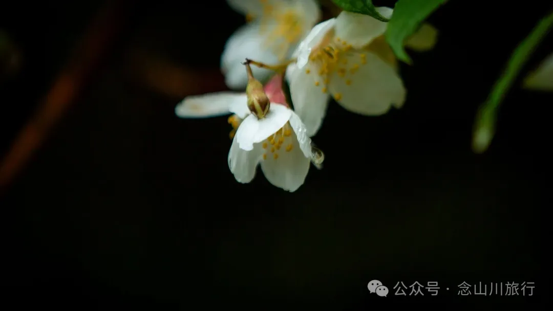 大理蒼山大花甸壩：雨中徒步30公里，走進這片最美的高山草甸 - 第46張