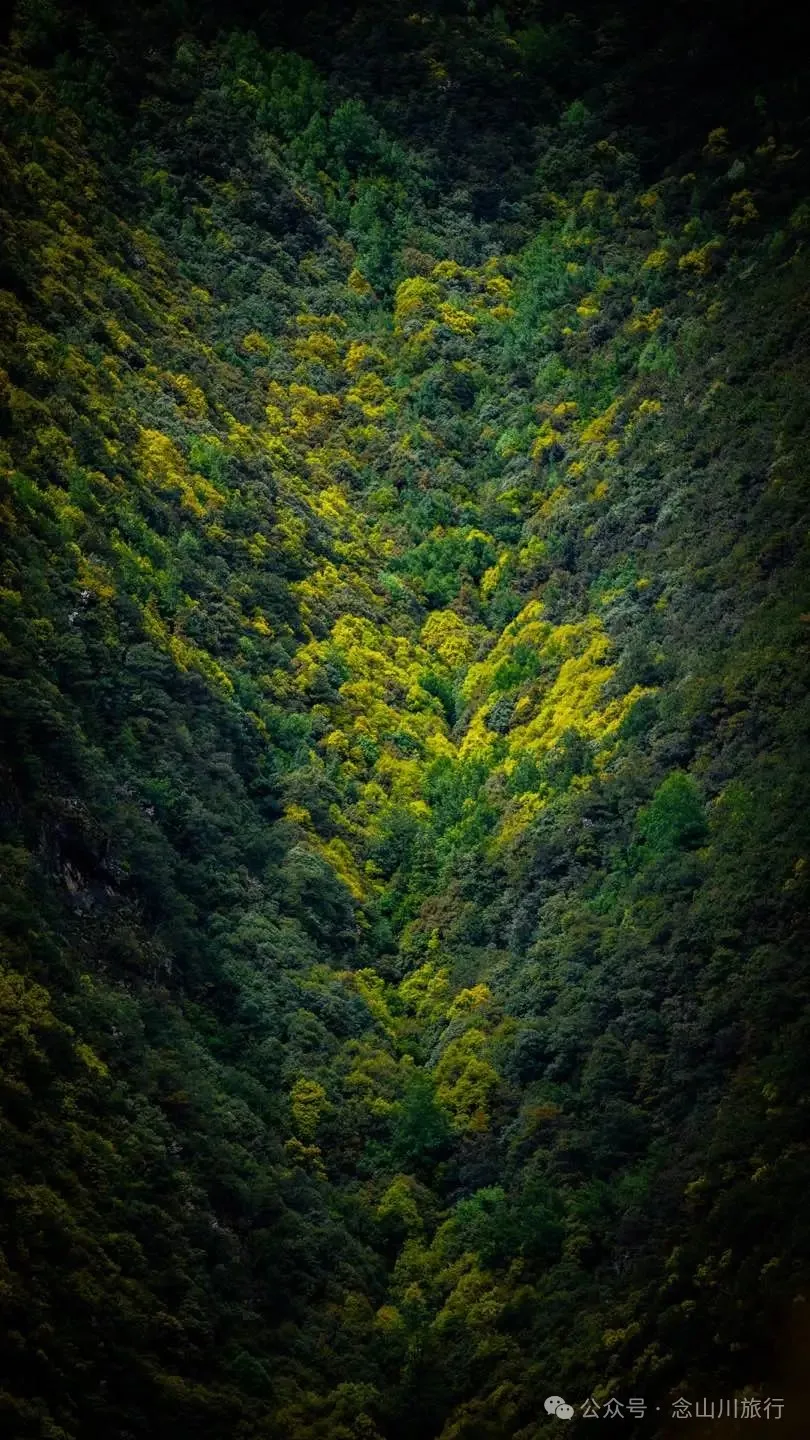 大理蒼山大花甸壩：雨中徒步30公里，走進這片最美的高山草甸 - 第54張