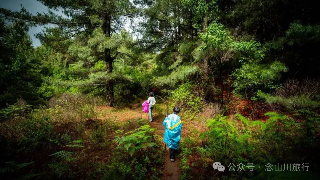 大理蒼山大花甸壩：雨中徒步30公里，走進這片最美的高山草甸 - 第6張