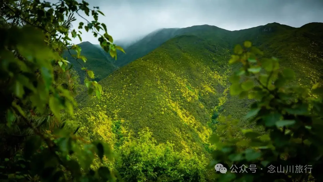 大理蒼山大花甸壩：雨中徒步30公里，走進這片最美的高山草甸 - 第7張