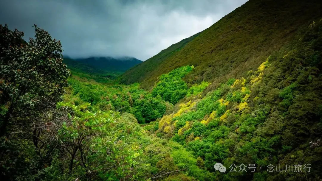 大理蒼山大花甸壩：雨中徒步30公里，走進這片最美的高山草甸 - 第8張