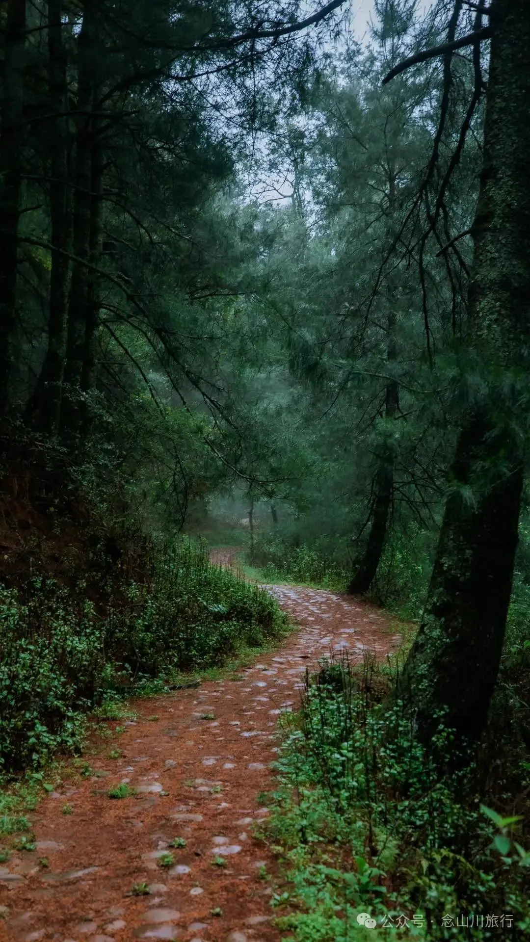 Longqingguan Pass in Weishan, Dali: Traversing the Ming Dynasty Mimeng Ancient Road, Entering a Misty Fairyland Forest in the Rainy Season - Image 10