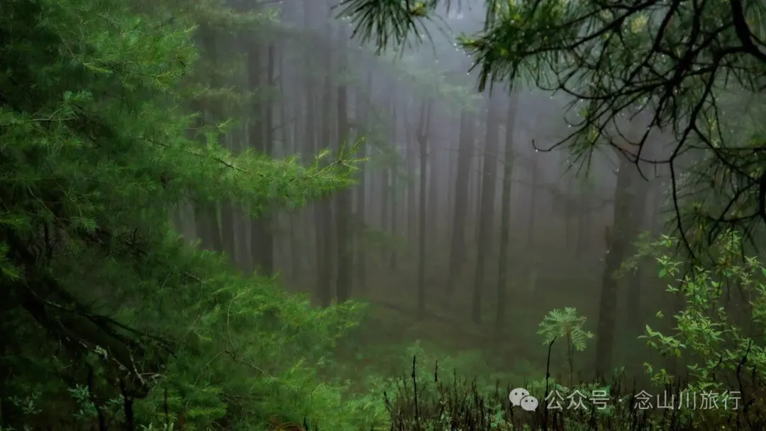 Longqingguan Pass in Weishan, Dali: Traversing the Ming Dynasty Mimeng Ancient Road, Entering a Misty Fairyland Forest in the Rainy Season - Image 13