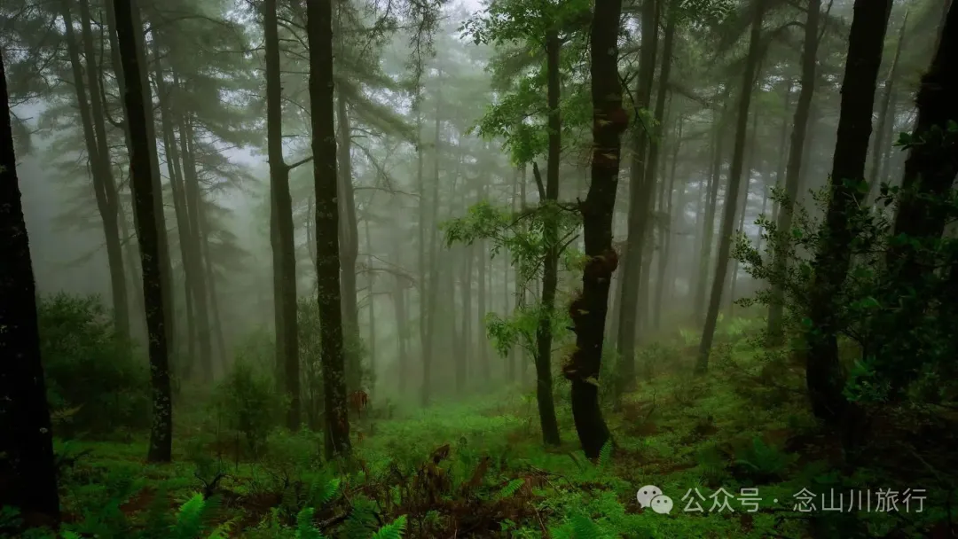 Longqingguan Pass in Weishan, Dali: Traversing the Ming Dynasty Mimeng Ancient Road, Entering a Misty Fairyland Forest in the Rainy Season - Image 14
