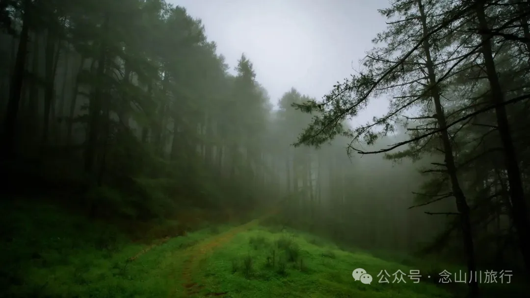 Longqingguan Pass in Weishan, Dali: Traversing the Ming Dynasty Mimeng Ancient Road, Entering a Misty Fairyland Forest in the Rainy Season - Image 15