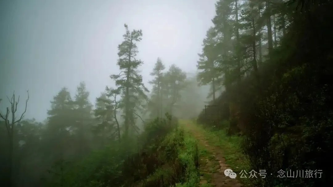 Longqingguan Pass in Weishan, Dali: Traversing the Ming Dynasty Mimeng Ancient Road, Entering a Misty Fairyland Forest in the Rainy Season - Image 17
