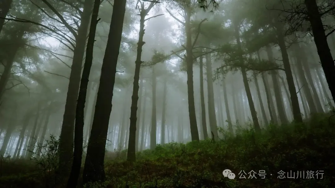 Longqingguan Pass in Weishan, Dali: Traversing the Ming Dynasty Mimeng Ancient Road, Entering a Misty Fairyland Forest in the Rainy Season - Image 2