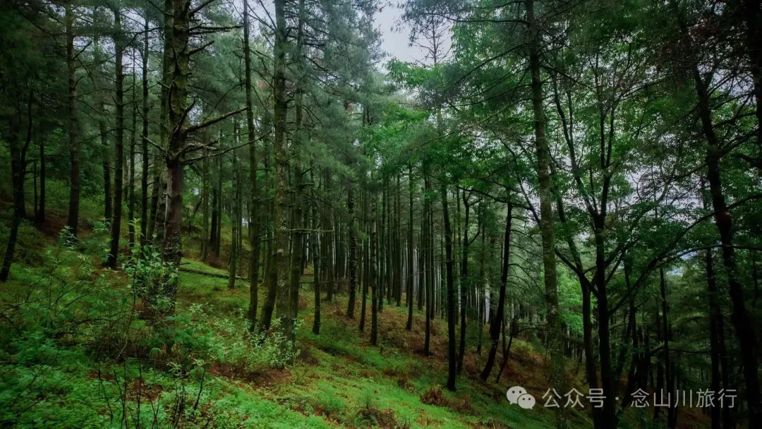Longqingguan Pass in Weishan, Dali: Traversing the Ming Dynasty Mimeng Ancient Road, Entering a Misty Fairyland Forest in the Rainy Season - Image 20