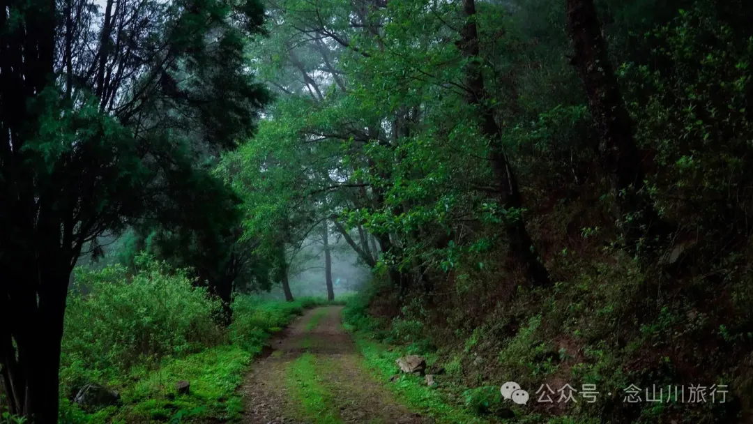 Longqingguan Pass in Weishan, Dali: Traversing the Ming Dynasty Mimeng Ancient Road, Entering a Misty Fairyland Forest in the Rainy Season - Image 5