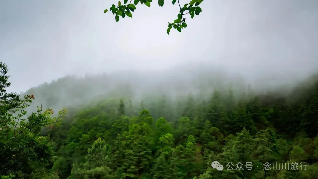 Longqingguan Pass in Weishan, Dali: Traversing the Ming Dynasty Mimeng Ancient Road, Entering a Misty Fairyland Forest in the Rainy Season - Image 6
