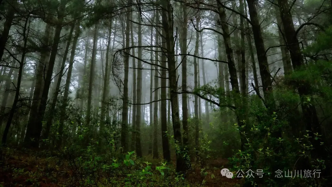 Longqingguan Pass in Weishan, Dali: Traversing the Ming Dynasty Mimeng Ancient Road, Entering a Misty Fairyland Forest in the Rainy Season - Image 7
