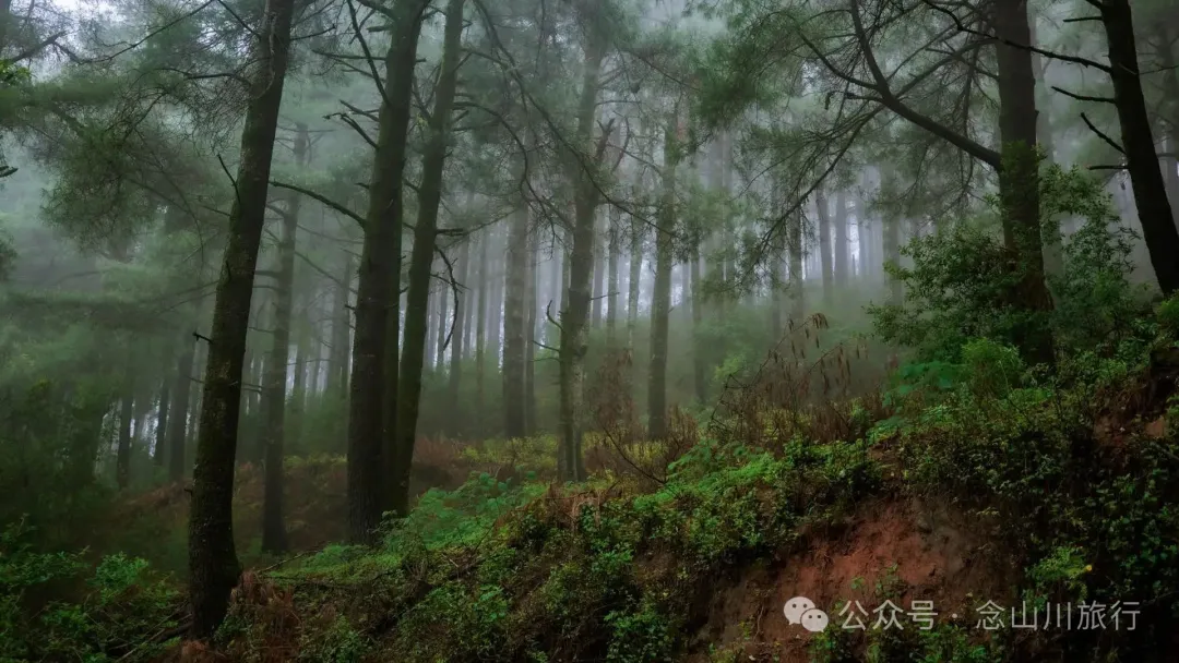 Longqingguan Pass in Weishan, Dali: Traversing the Ming Dynasty Mimeng Ancient Road, Entering a Misty Fairyland Forest in the Rainy Season - Image 8