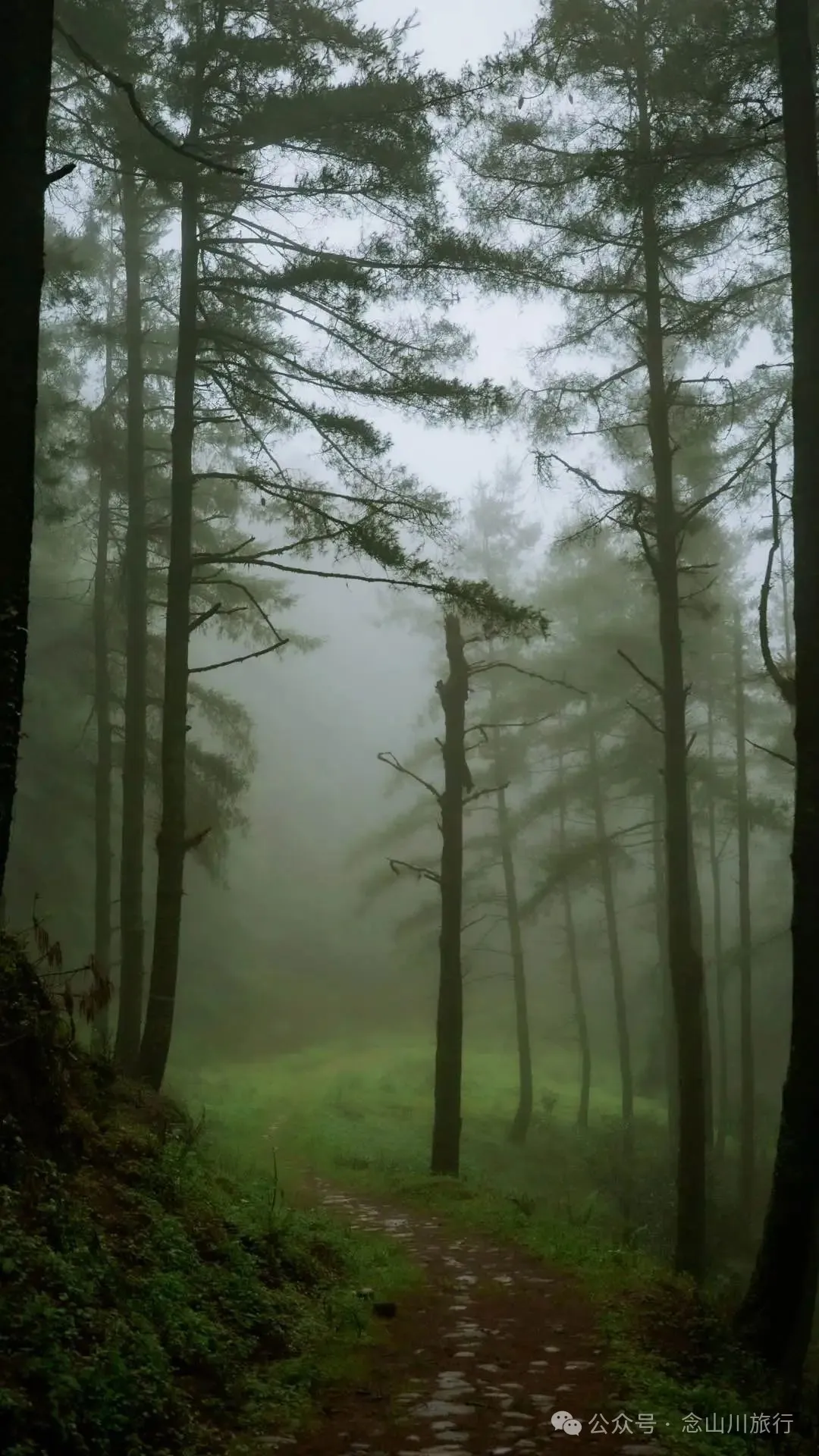 Longqingguan Pass in Weishan, Dali: Traversing the Ming Dynasty Mimeng Ancient Road, Entering a Misty Fairyland Forest in the Rainy Season - Image 9