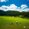 大理巍山青云草甸:海拔2600米绿浪的最美时刻,正在治愈10000种尘世焦虑