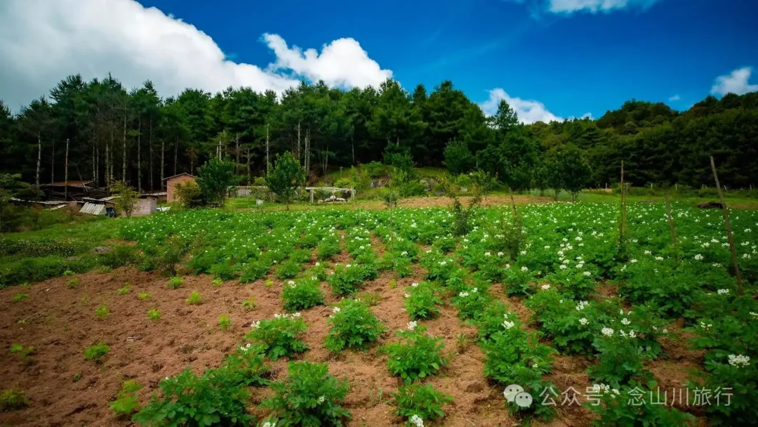 Dali Weishan Qingyun Meadow: The Most Beautiful Moment of the Green Waves at 2,600 Meters Altitude, Healing 10,000 Kinds of Worldly Anxieties - Image 24