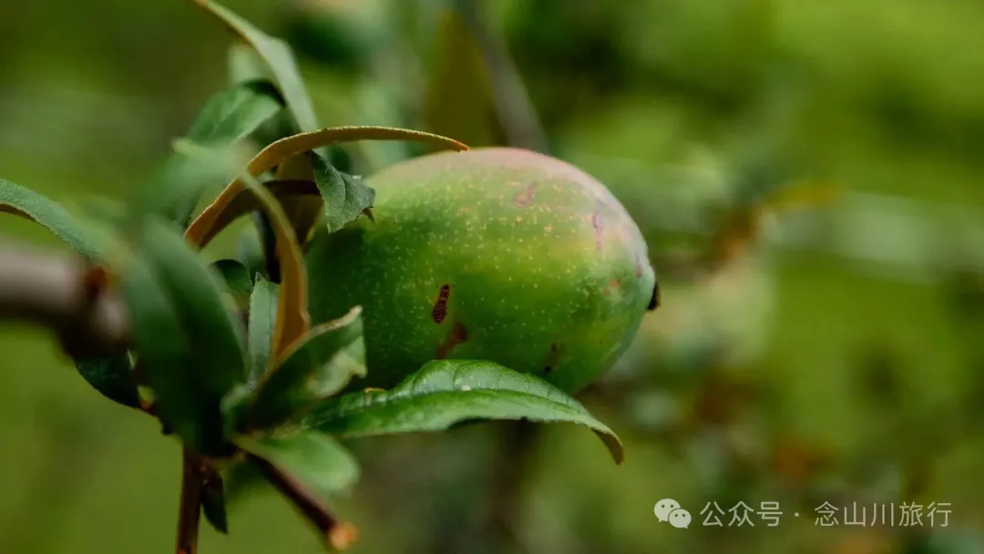 Dali Weishan Qingyun Meadow: The Most Beautiful Moment of the Green Waves at 2,600 Meters Altitude, Healing 10,000 Kinds of Worldly Anxieties - Image 25
