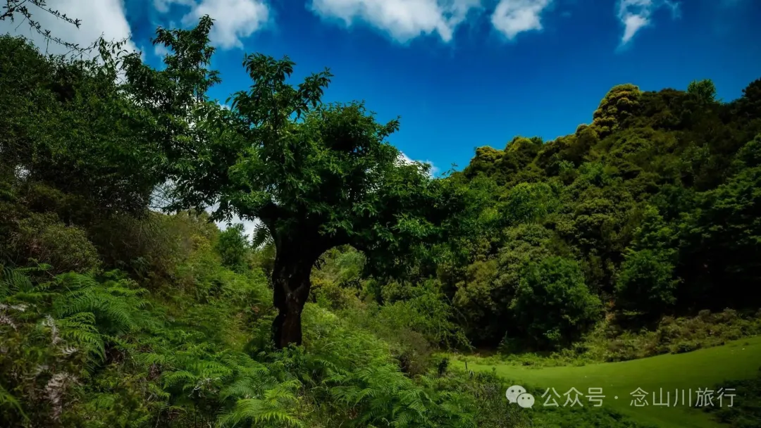 Dali Weishan Qingyun Meadow: The Most Beautiful Moment of the Green Waves at 2,600 Meters Altitude, Healing 10,000 Kinds of Worldly Anxieties - Image 26