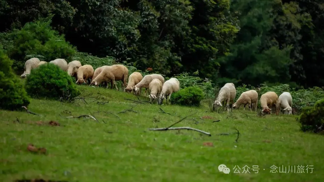 Dali Weishan Qingyun Meadow: The Most Beautiful Moment of the Green Waves at 2,600 Meters Altitude, Healing 10,000 Kinds of Worldly Anxieties - Image 29