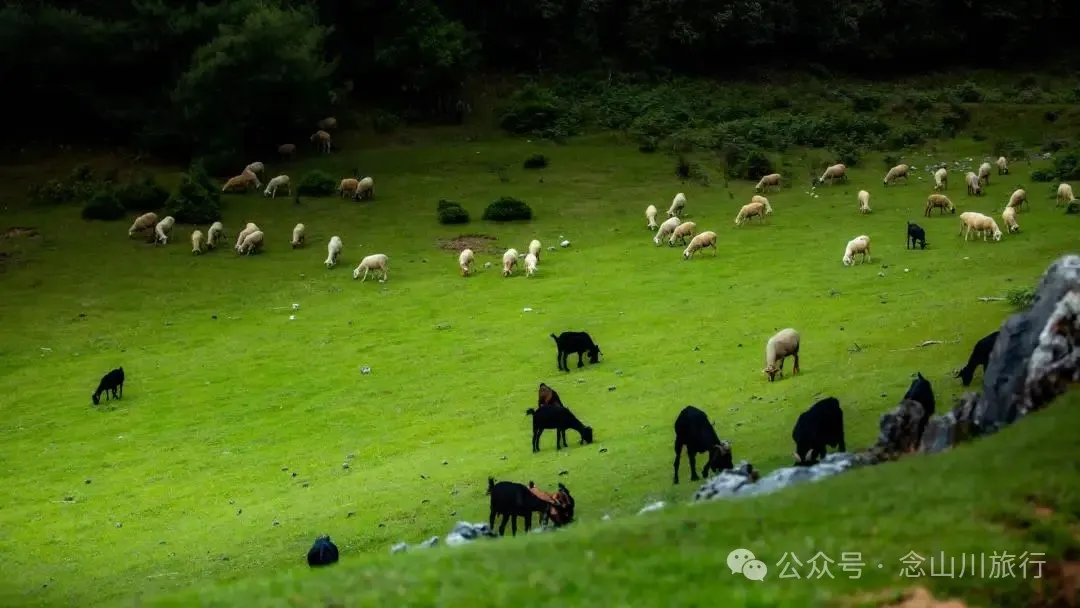 Dali Weishan Qingyun Meadow: The Most Beautiful Moment of the Green Waves at 2,600 Meters Altitude, Healing 10,000 Kinds of Worldly Anxieties - Image 30