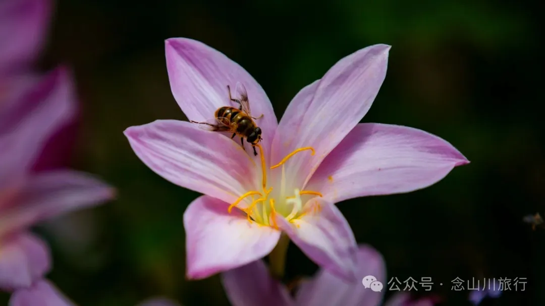 Dali Weishan Qingyun Meadow: The Most Beautiful Moment of the Green Waves at 2,600 Meters Altitude, Healing 10,000 Kinds of Worldly Anxieties - Image 35