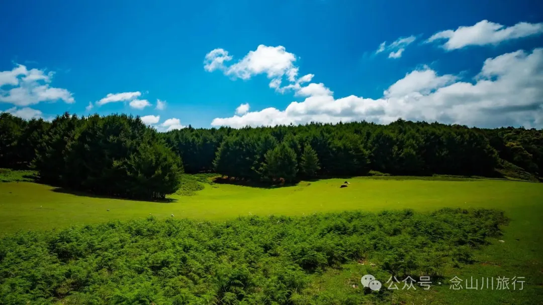 Dali Weishan Qingyun Meadow: The Most Beautiful Moment of the Green Waves at 2,600 Meters Altitude, Healing 10,000 Kinds of Worldly Anxieties - Image 7
