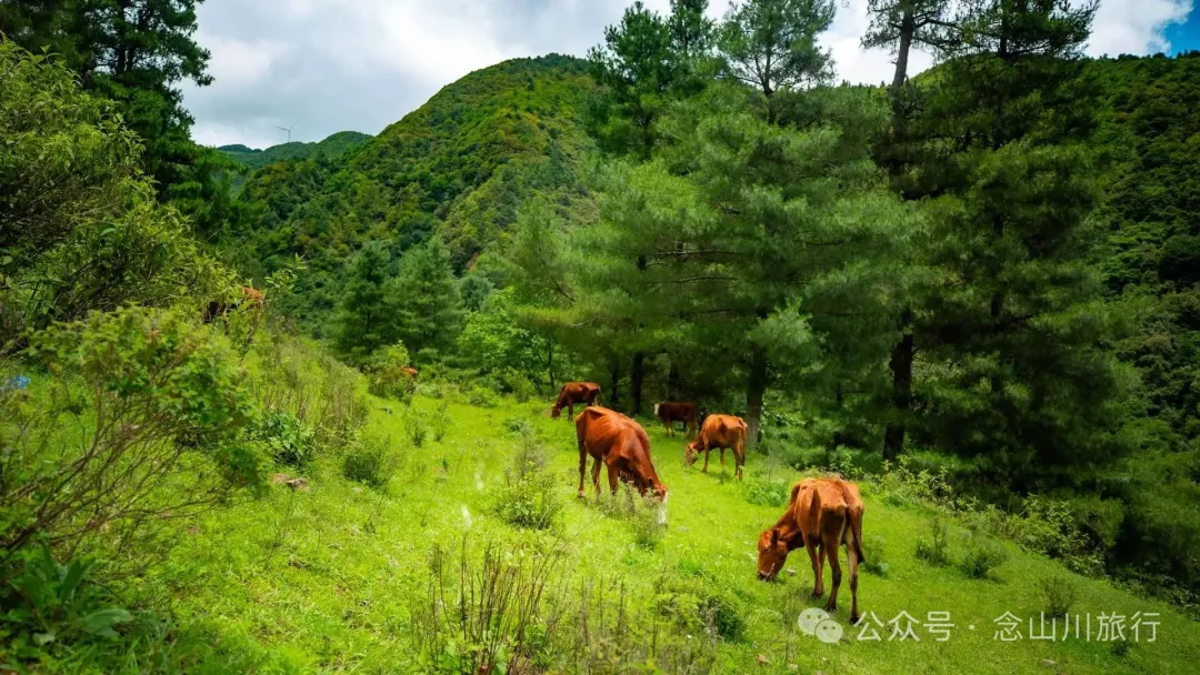 大理巍山凤山村森林草甸：离古城不远，却远离喧嚣，只有牛羊和牧人 - 第10张