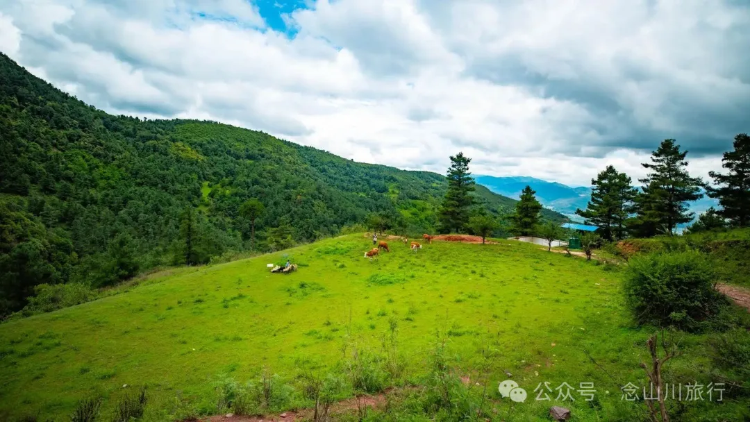 大理巍山凤山村森林草甸：离古城不远，却远离喧嚣，只有牛羊和牧人 - 第11张