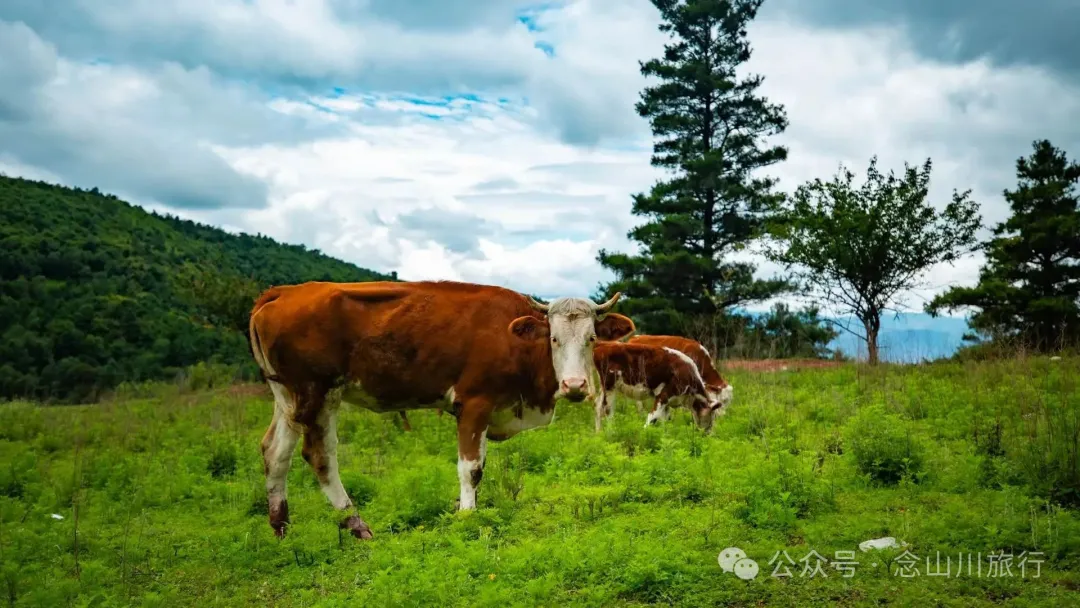 大理巍山凤山村森林草甸：离古城不远，却远离喧嚣，只有牛羊和牧人 - 第12张