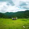 大理巍山鳳山村森林草甸：離古城不遠，卻遠離喧囂，只有牛羊和牧人