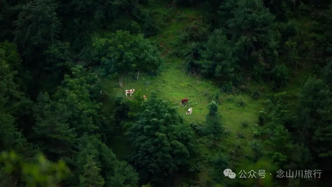 大理巍山凤山村森林草甸：离古城不远，却远离喧嚣，只有牛羊和牧人 - 第15张