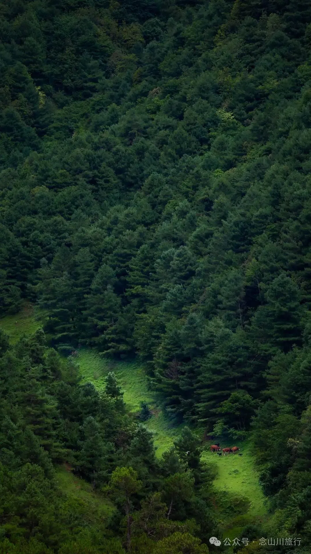 大理巍山凤山村森林草甸：离古城不远，却远离喧嚣，只有牛羊和牧人 - 第17张