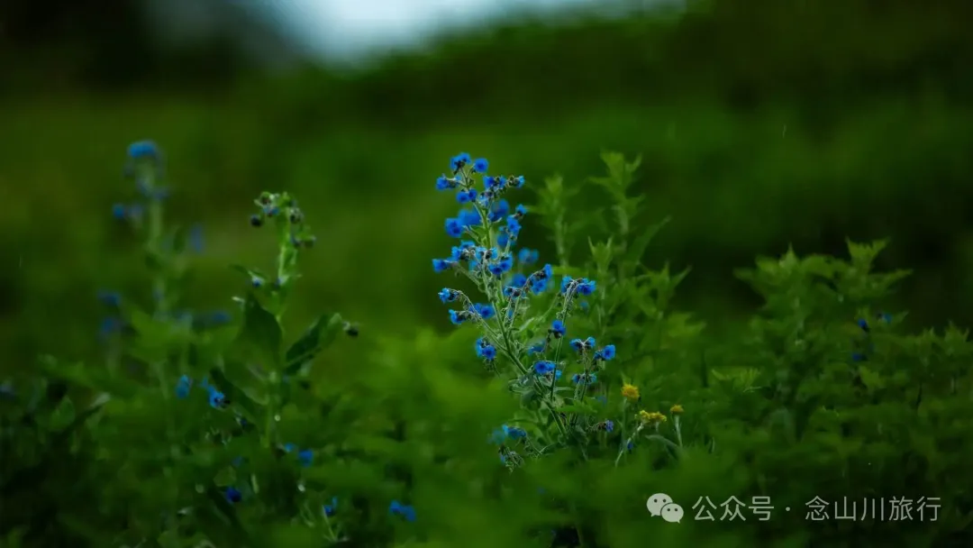 大理巍山凤山村森林草甸：离古城不远，却远离喧嚣，只有牛羊和牧人 - 第19张