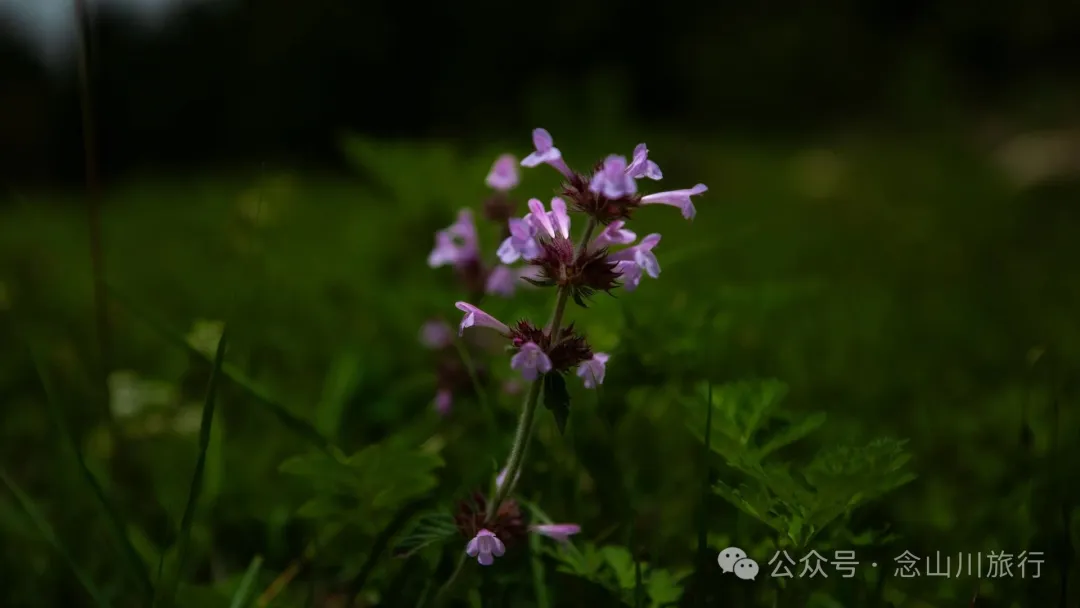 大理巍山凤山村森林草甸：离古城不远，却远离喧嚣，只有牛羊和牧人 - 第20张