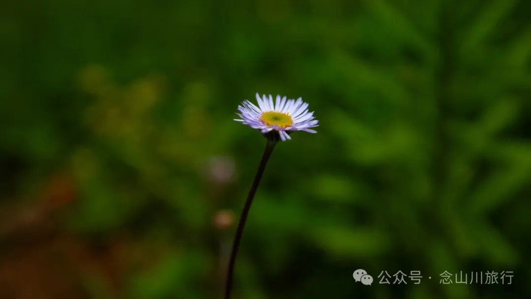 大理巍山凤山村森林草甸：离古城不远，却远离喧嚣，只有牛羊和牧人 - 第21张