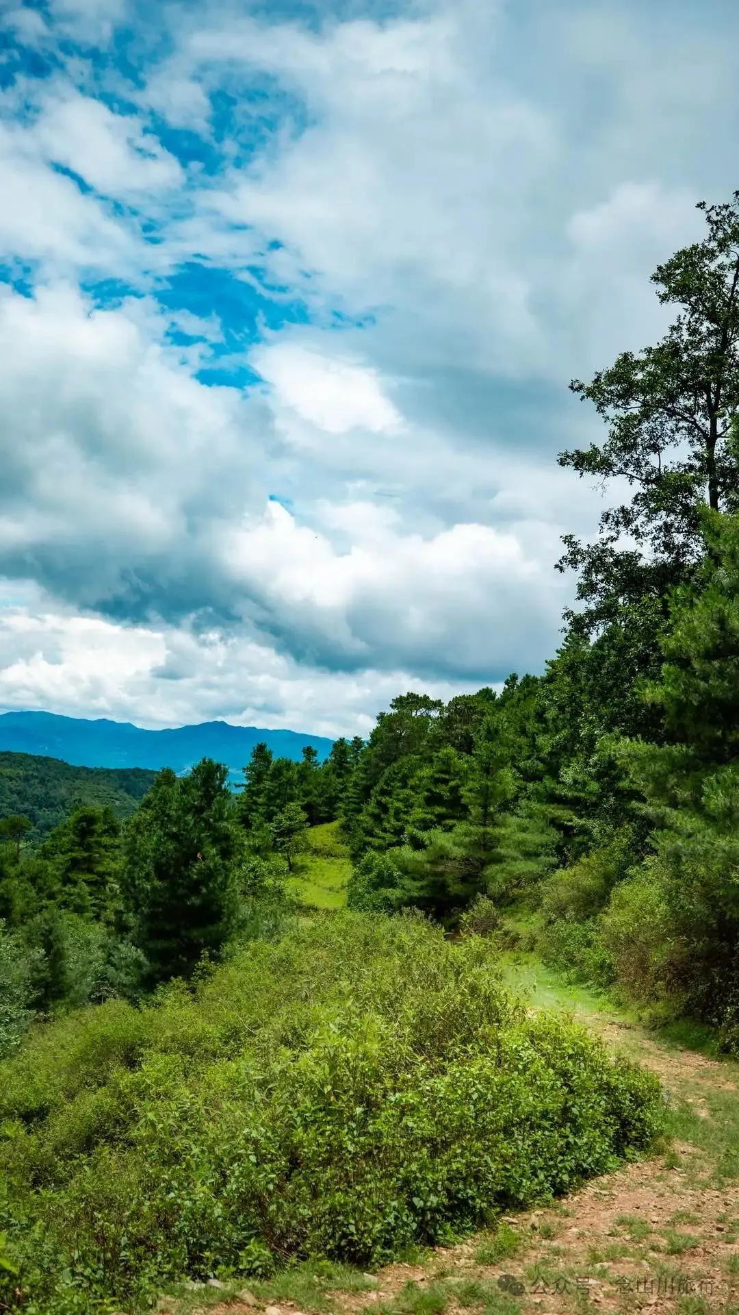 大理巍山凤山村森林草甸：离古城不远，却远离喧嚣，只有牛羊和牧人 - 第24张