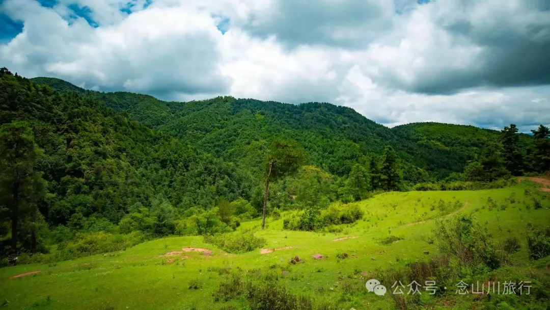 大理巍山凤山村森林草甸：离古城不远，却远离喧嚣，只有牛羊和牧人 - 第3张