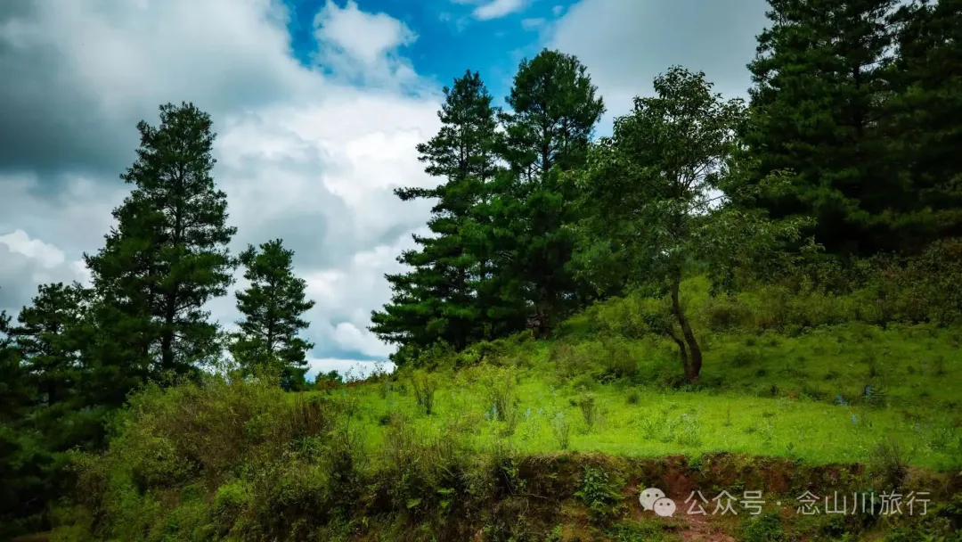 大理巍山凤山村森林草甸：离古城不远，却远离喧嚣，只有牛羊和牧人 - 第4张