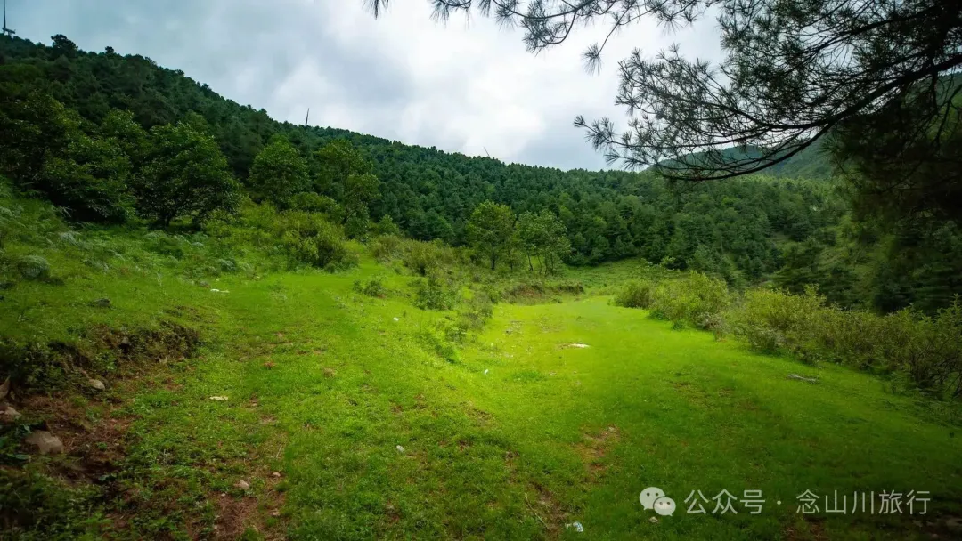 大理巍山凤山村森林草甸：离古城不远，却远离喧嚣，只有牛羊和牧人 - 第5张