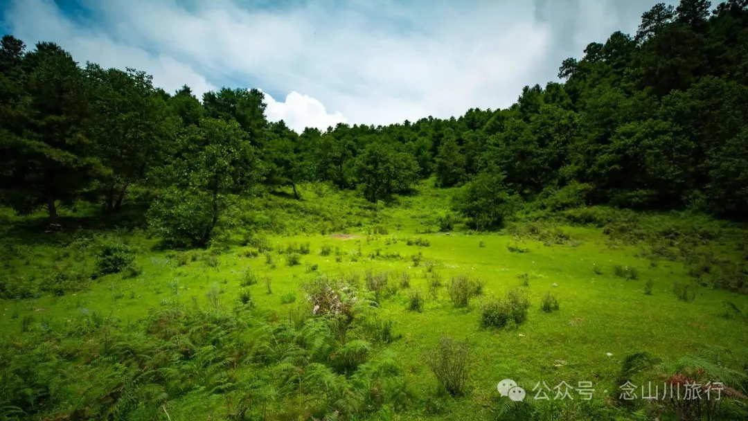 大理巍山凤山村森林草甸：离古城不远，却远离喧嚣，只有牛羊和牧人 - 第6张