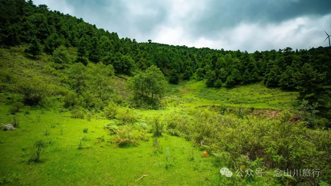 大理巍山凤山村森林草甸：离古城不远，却远离喧嚣，只有牛羊和牧人 - 第8张