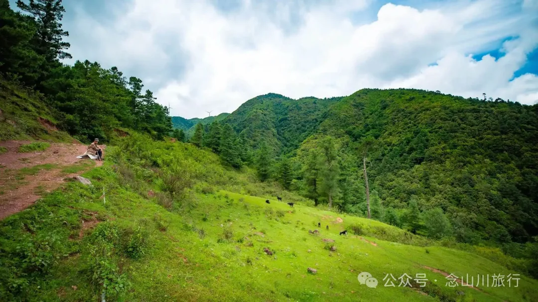 大理巍山凤山村森林草甸：离古城不远，却远离喧嚣，只有牛羊和牧人 - 第9张