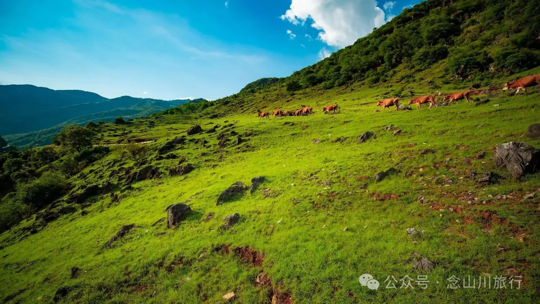 大理巍山橄榄坡：夕阳给这片雨后草甸镀金的限时美景，绿到心坎里 - 第10张