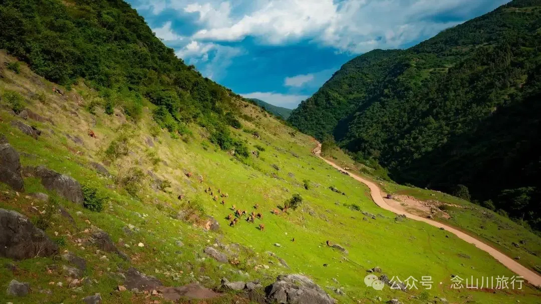 大理巍山橄榄坡：夕阳给这片雨后草甸镀金的限时美景，绿到心坎里 - 第11张