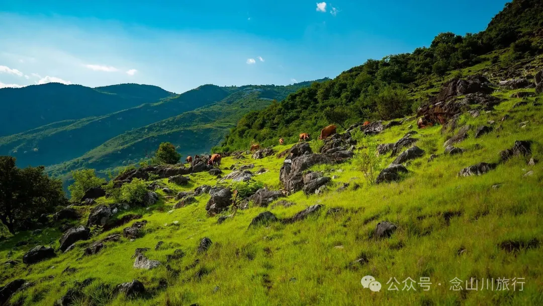 大理巍山橄榄坡：夕阳给这片雨后草甸镀金的限时美景，绿到心坎里 - 第8张
