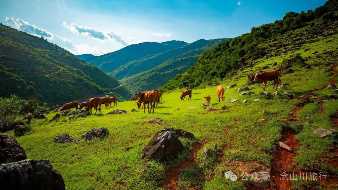 大理巍山橄榄坡：夕阳给这片雨后草甸镀金的限时美景，绿到心坎里 - 第9张