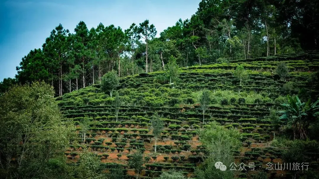 Jianshui Group, Sanying Village, Dajie Town, Jingdong, Pu’er: A Slow Mountain Life Written by Tea and Pottery in the Ailao Mountains - Image 27 - 大理旅行 Jianshui Group, Sanying Village, Dajie Town, Jingdong, Pu’er: A Slow Mountain Life Written by Tea and Pottery in the Ailao Mountains - Image 27