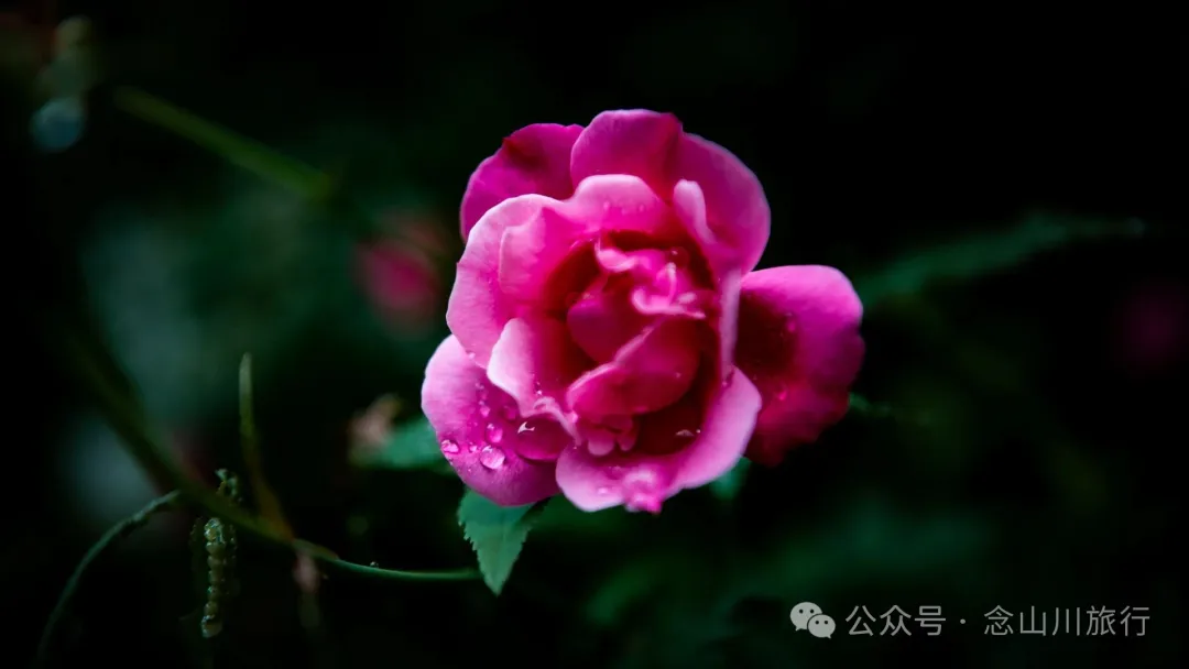 Jianshui Group, Sanying Village, Dajie Town, Jingdong, Pu’er: A Slow Mountain Life Written by Tea and Pottery in the Ailao Mountains - Image 28 - 大理旅行 Jianshui Group, Sanying Village, Dajie Town, Jingdong, Pu’er: A Slow Mountain Life Written by Tea and Pottery in the Ailao Mountains - Image 28